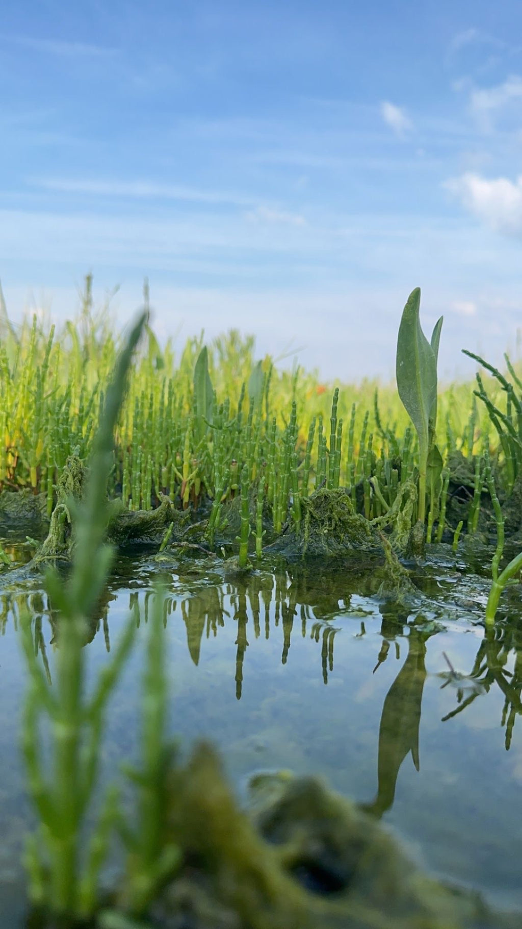 Aster Maritime (dit Oreille de Cochon)