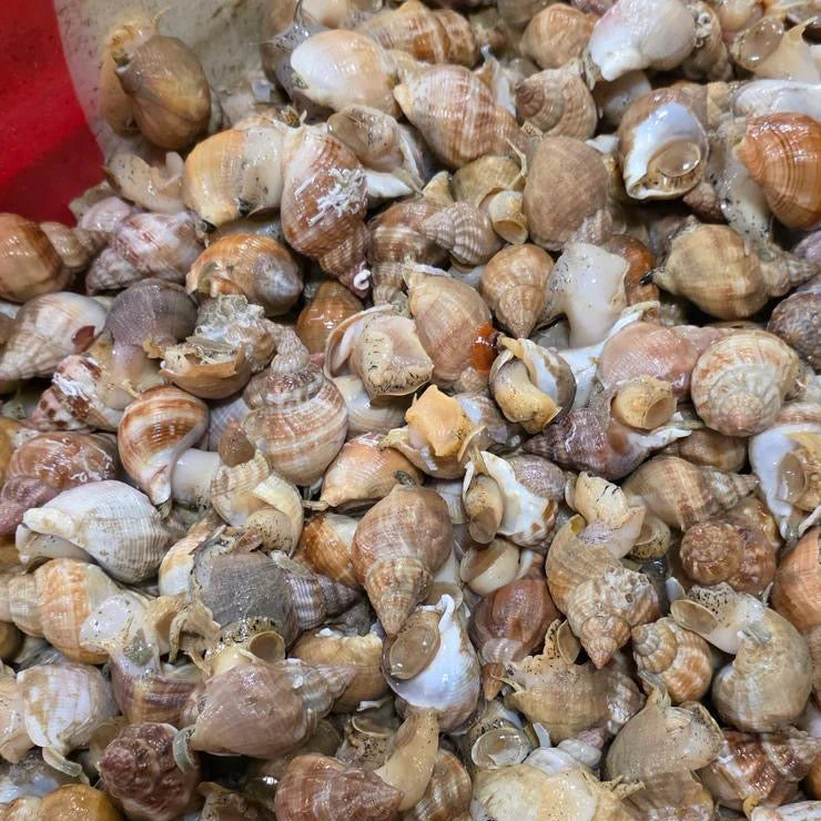 Pack 3kg Bulots Vivants Frais (-10%)