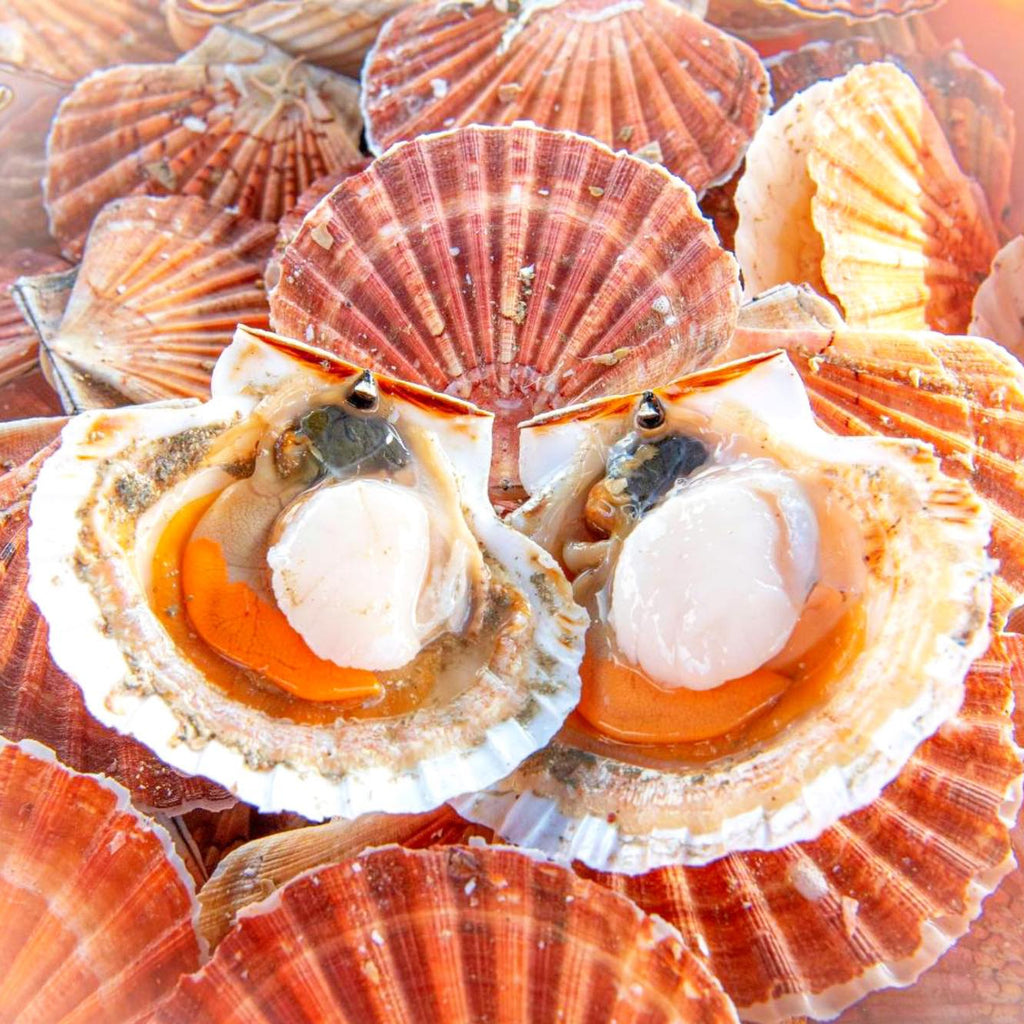 Noix de Saint-Jacques (environ 20 pièces par kg)