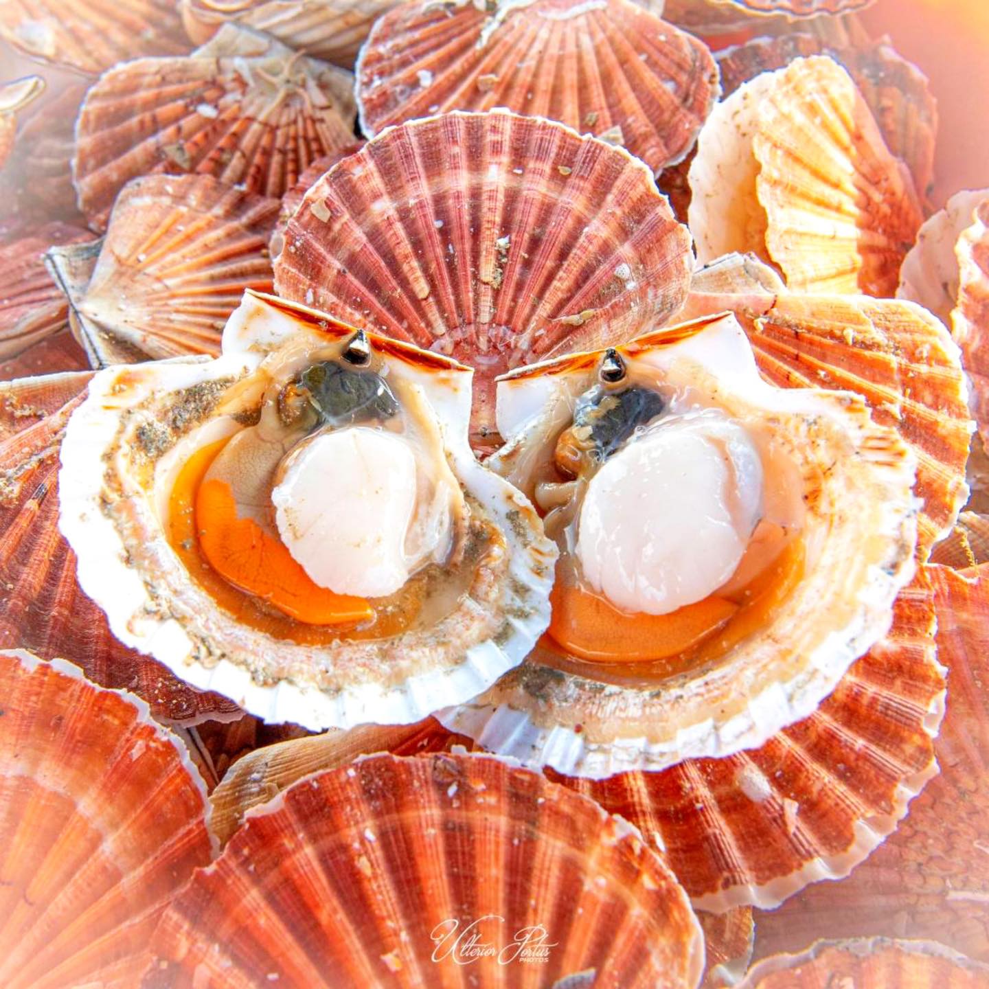 Coquilles St-Jacques