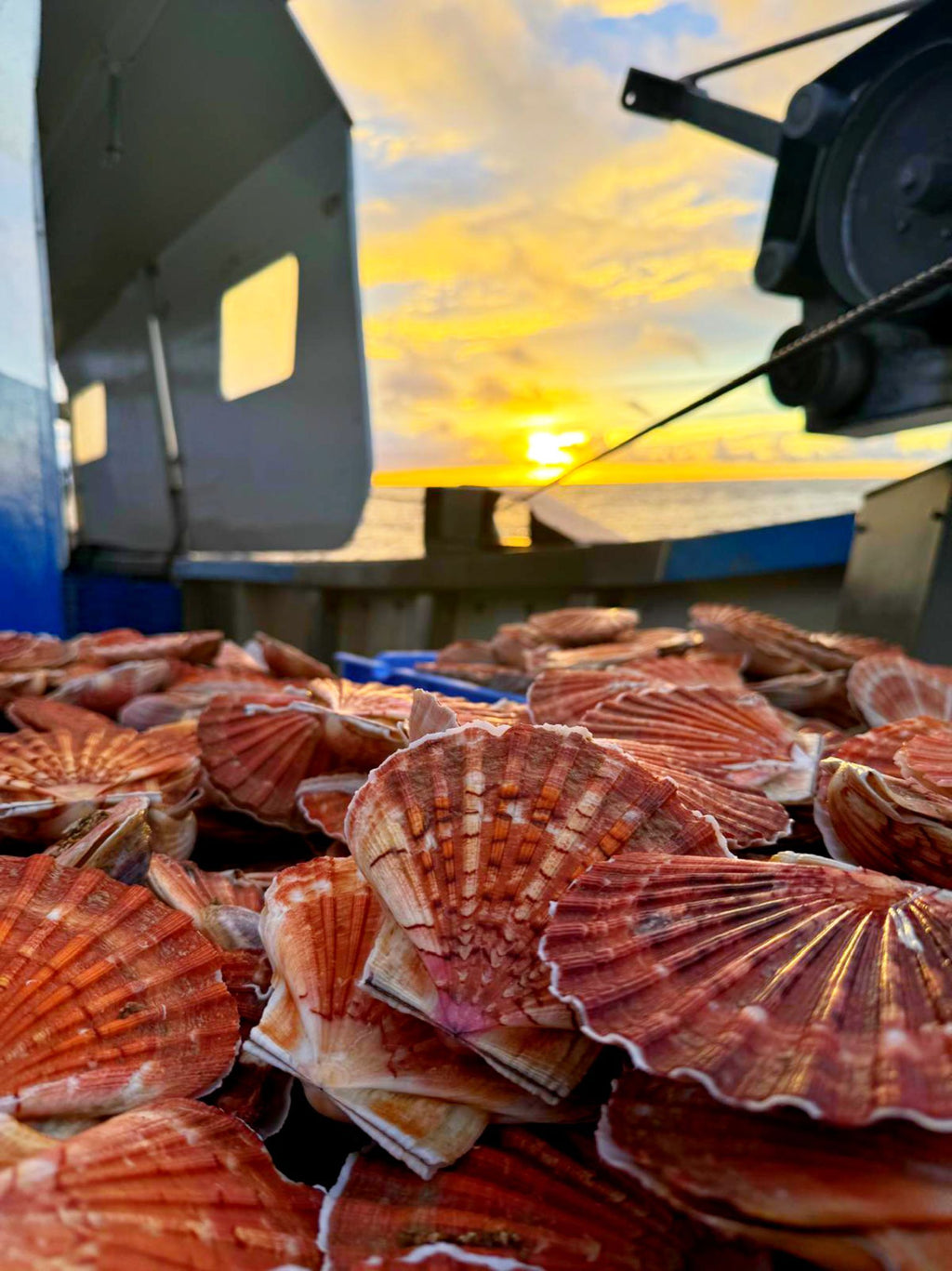 Noix de Saint-Jacques (environ 20 pièces par kg)
