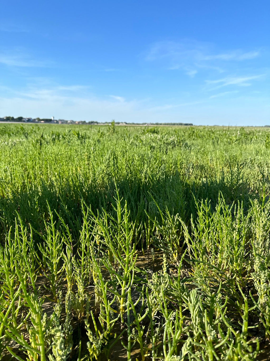 Salicornes de la Baie de Somme (au vinaigre)