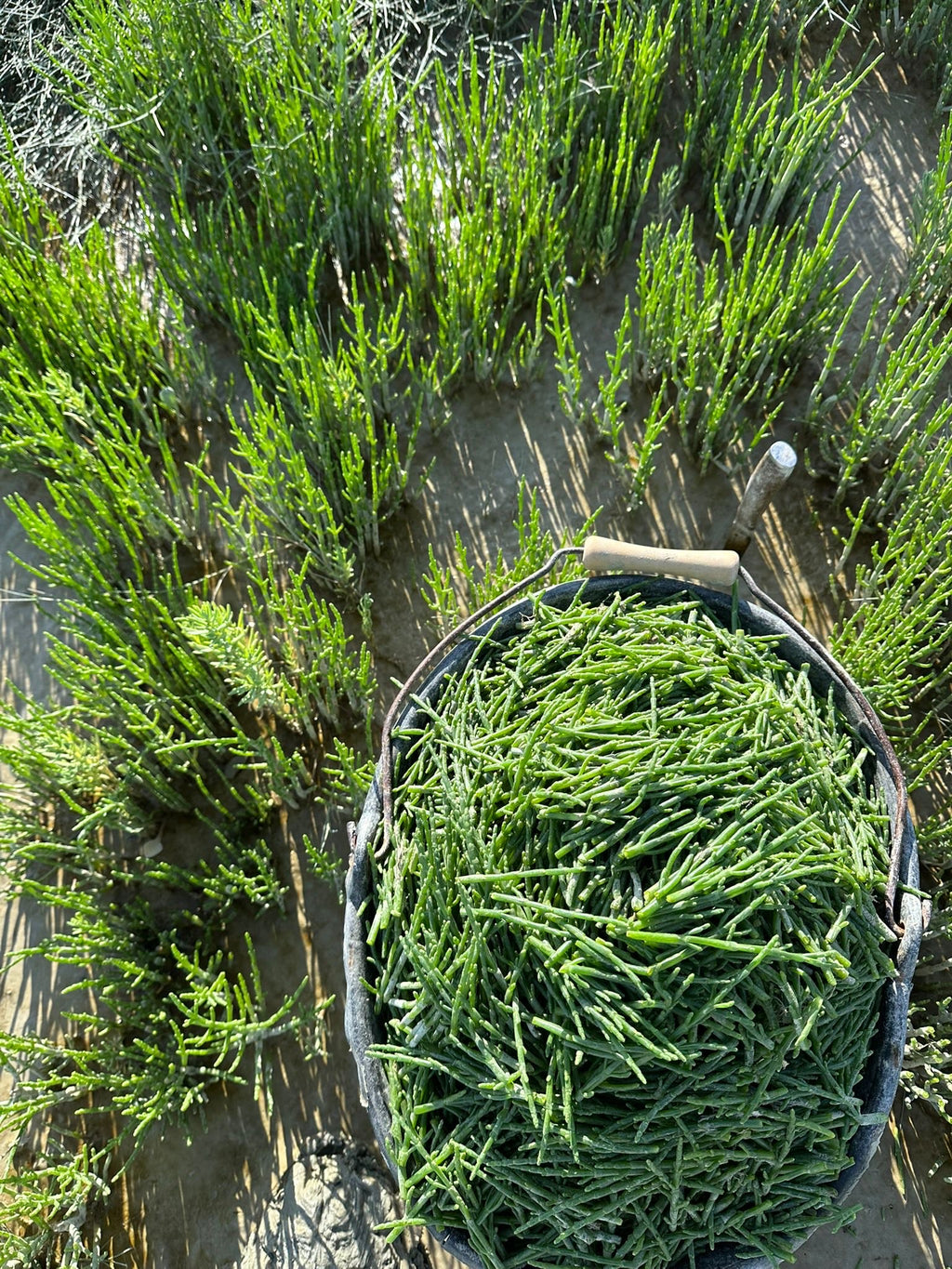 Salicornes de la Baie de Somme (au vinaigre)