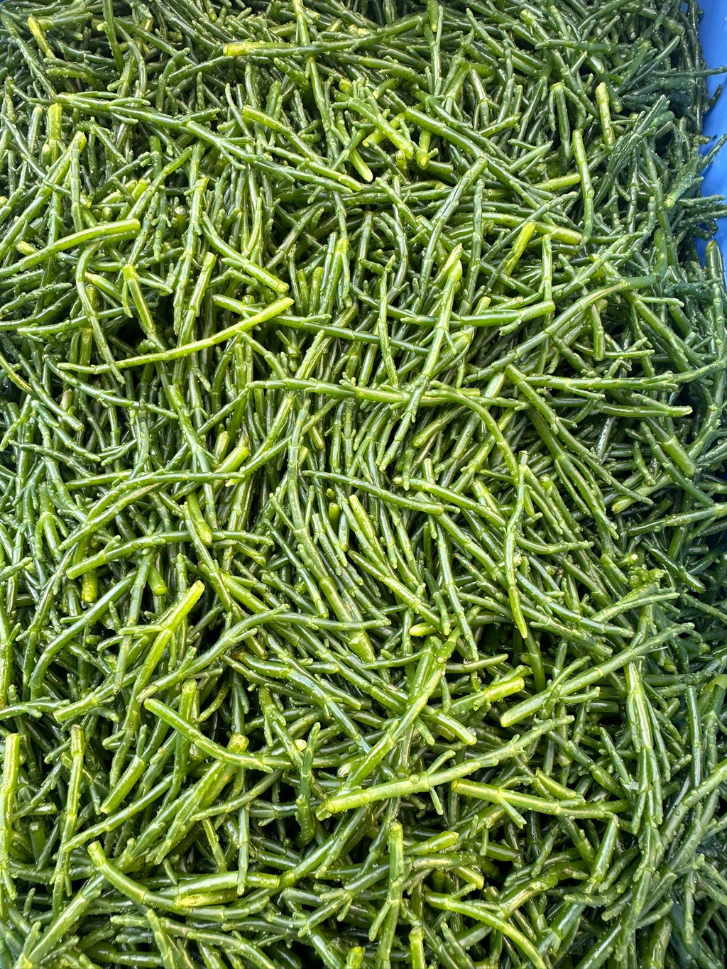 Salicornes de la Baie de Somme (au vinaigre)